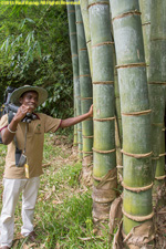 guide with giant bamboo
